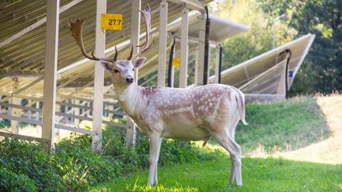 Dammwild in Solarpark Gelnhausen