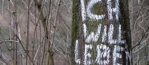 Markierter Baum im Fechenheimer Wald. 