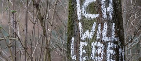 Markierter Baum im Fechenheimer Wald. 