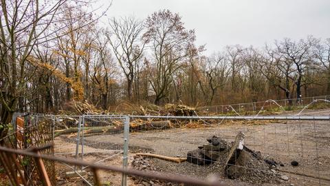 Auf einem eingezäunten Baufeld, das an den Fechenheimer Wald angrenzt, liegen gerodete Bäume.