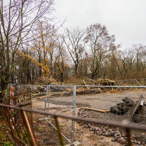 Auf einem eingezäunten Baufeld, das an den Fechenheimer Wald angrenzt, liegen gerodete Bäume.