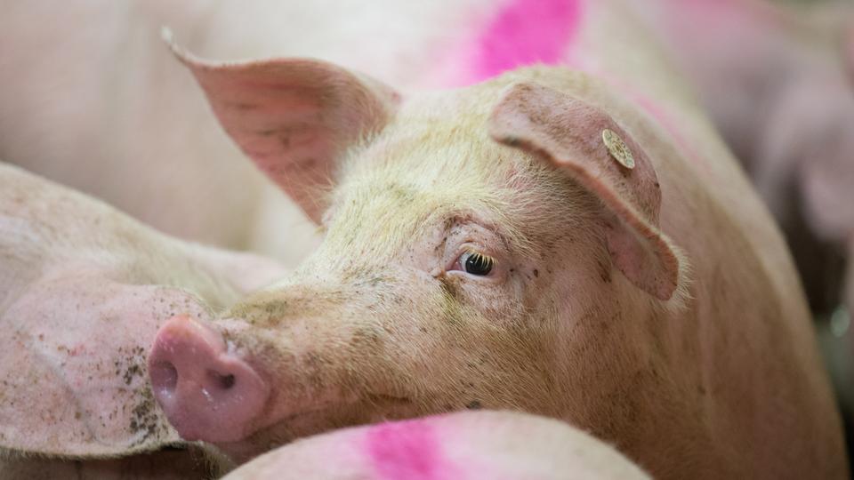 Markiertes Schwein im Stall