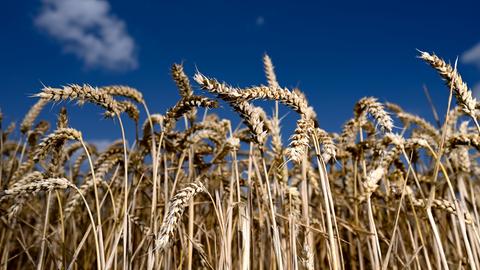 Erntereifer Weizen leuchtet auf einem Getreidefeld bei Nieder-Erlenbach vor blauem Himmel. 