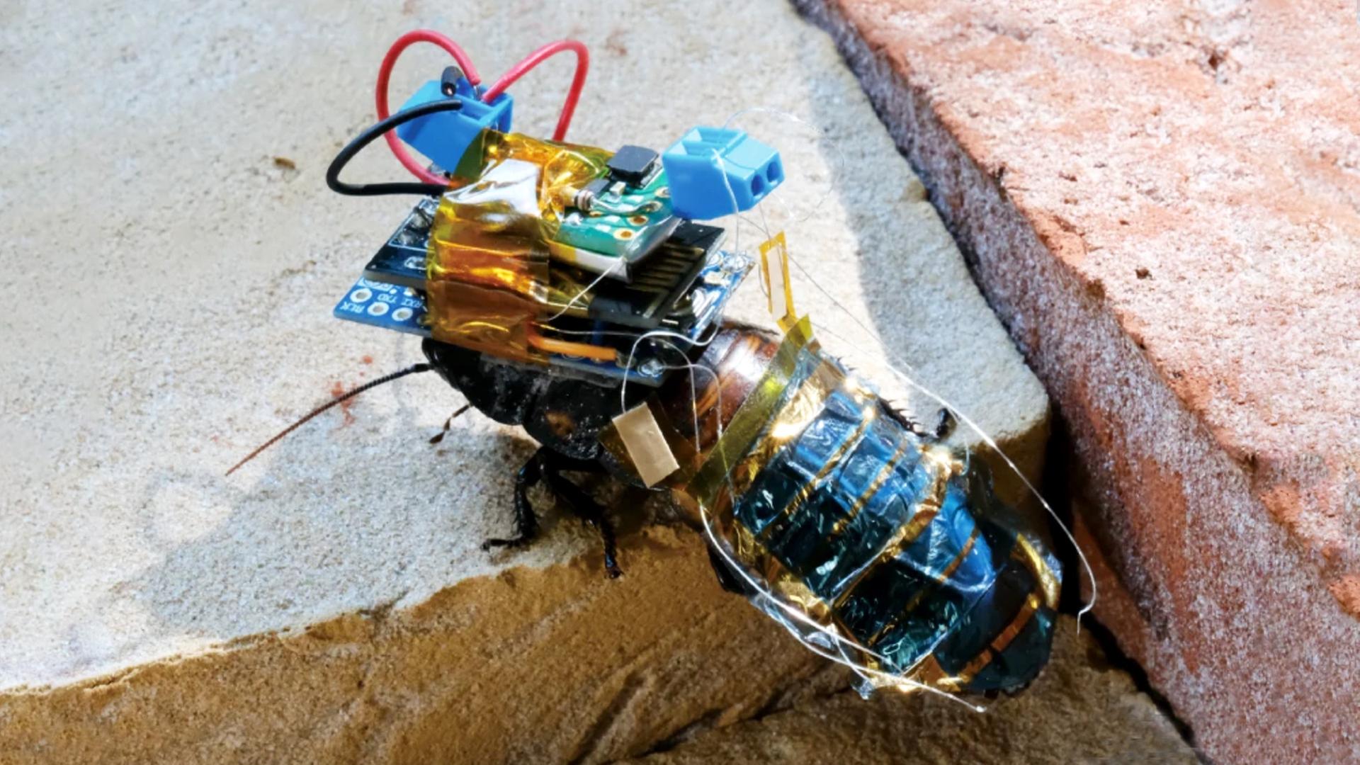 SWARM-Biotactics-Unternehmen-aus-Kassel-baut-Insekten-Cyborgs-f-r-den-Krieg