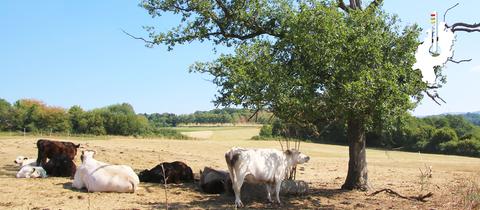 Kühe auf einer ausgetrockneten Weide im Vogelsberg