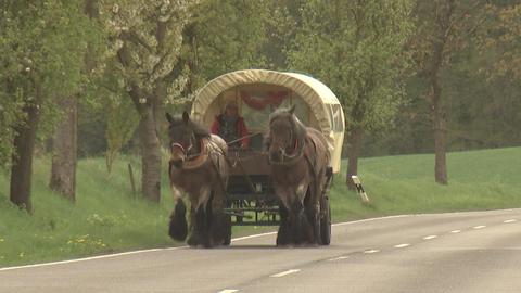 Stefanie Kirchner fährt mit ihrem Kaltblütern Kutsche