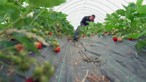 Zahlreiche Erdbeeren sind auf einem hessischen Hof zu sehen.