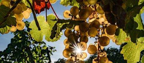 Rieslingtrauben in der Sonne