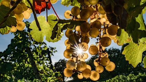 Rieslingtrauben in der Sonne