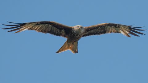 Das Bild zeigt einen Rotmilan mit ausgebreiteten Flügeln vor einem blauen Himmel