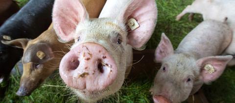 Schweine stehen bei einem Bio-Landwirt im Stall.