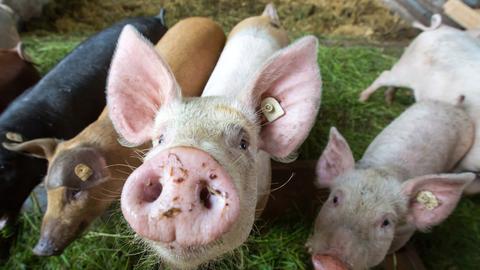 Schweine stehen bei einem Bio-Landwirt im Stall.