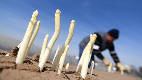 Spargelstangen auf einem Feld in Weiterstadt 