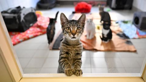 Eine Katze stellt ihre Vorderbeine auf den Türrahmen und schaut aus dem Revier raus in die Kamera. Im Hintergund unscharf weitere Katzen im Tierheimgehege.