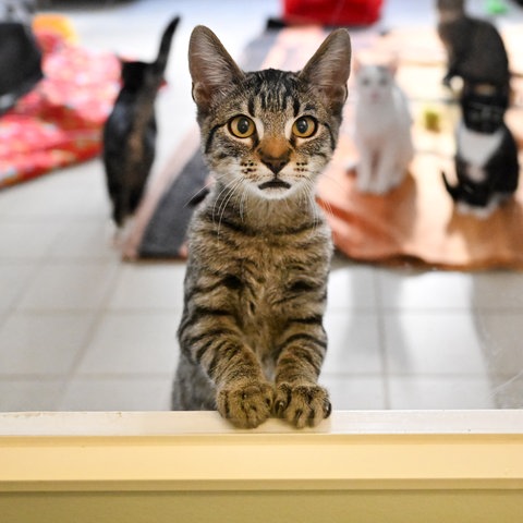Eine Katze stellt ihre Vorderbeine auf den Türrahmen und schaut aus dem Revier raus in die Kamera. Im Hintergund unscharf weitere Katzen im Tierheimgehege.