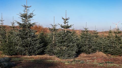 Weihnachtsbäume: Hessen fragen vermehrt nach der Herkunft des Baums