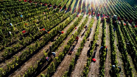 Weinernte in Hessen