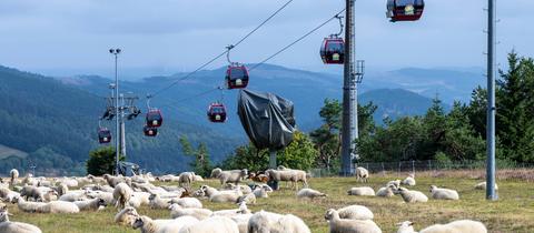 Im Hintergrund sind die leeren Gondeln eines Ski-Lifts zu sehen, die einen Hang hinab fahren. Im Vordergrund grasen Schafe.