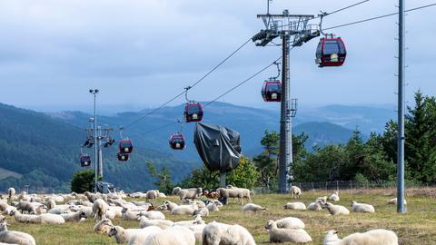 Im Hintergrund sind die leeren Gondeln eines Ski-Lifts zu sehen, die einen Hang hinab fahren. Im Vordergrund grasen Schafe.