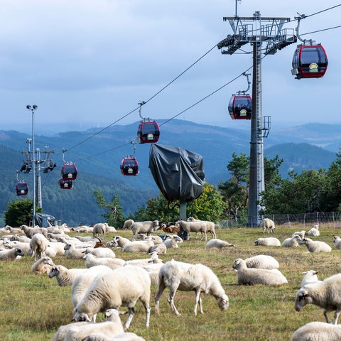 Im Hintergrund sind die leeren Gondeln eines Ski-Lifts zu sehen, die einen Hang hinab fahren. Im Vordergrund grasen Schafe.