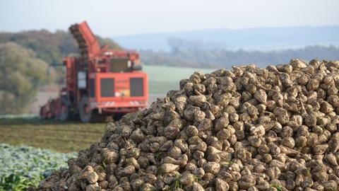 Ein Zuckerrübenroder arbeitet auf einem Feld in Dissen (Schwalm-Eder-Kreis). 