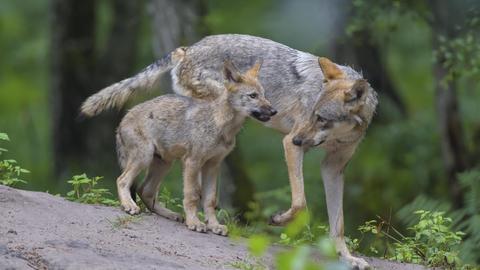 Ein ausgewachsener Wolf mit einem Jungtier auf einem großen Stein stehend.