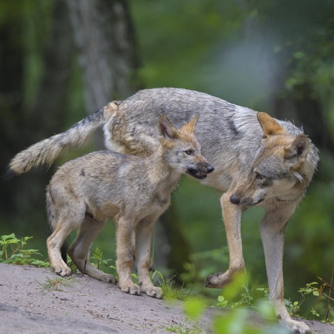 Ein ausgewachsener Wolf mit einem Jungtier auf einem großen Stein stehend.